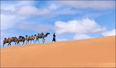 Camel Crossing In Mongolia