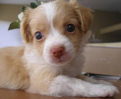papillon chihuahua mix. long papillon chihuahua mix. papillon chihuahua mix. long