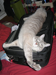 Photo of a cat stretched-out on a suitcase