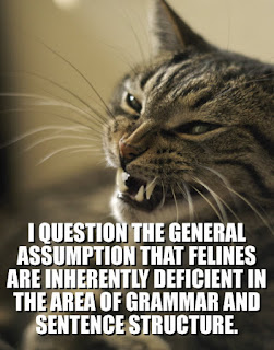 photo of a cat sneering at us and talking about grammer