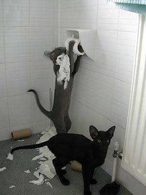 photo of two cats on one has torn-up a roll of toilet paper