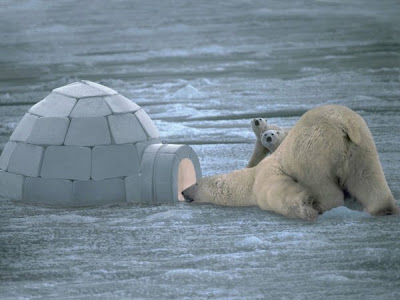 photo of a bear looking inside an igloo