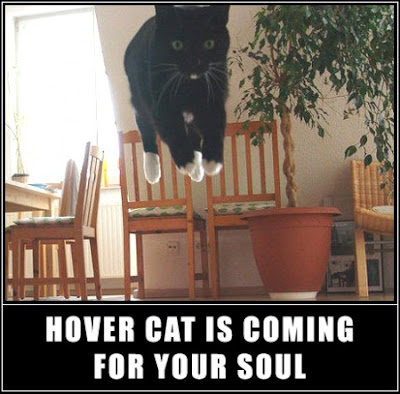 photo of a hover cat