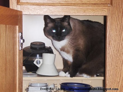 photo of koko in a cabinet