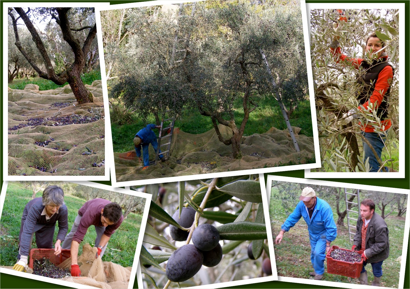 La Tavola Marche Picking Olives in Italy The Harvest & Cold Press