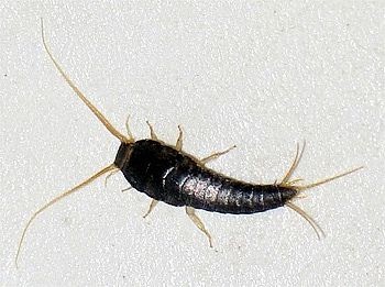 KyusiReader: Those cute and lovable silverfish