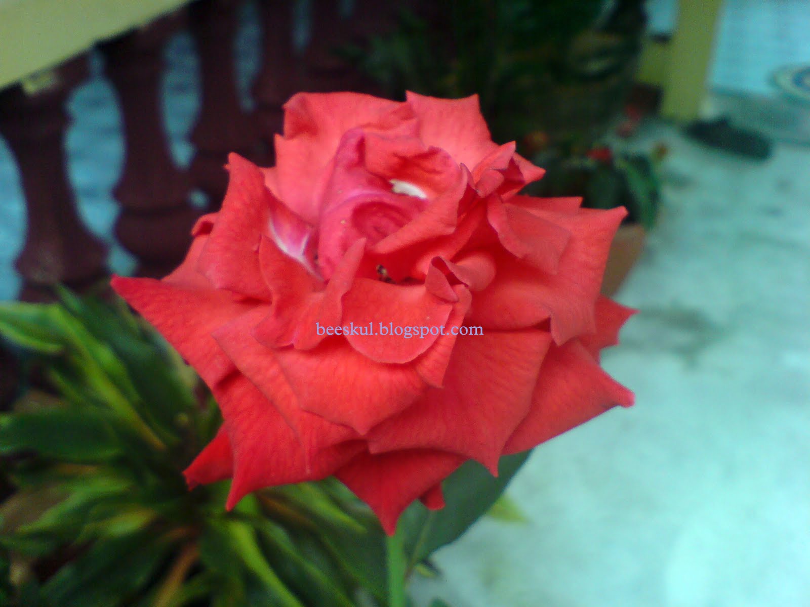 http://4.bp.blogspot.com/_lV0mT-YUn5E/SwZPE43oQYI/AAAAAAAAAUc/Od2oJiMdNt0/s1600/bunga_12.jpg