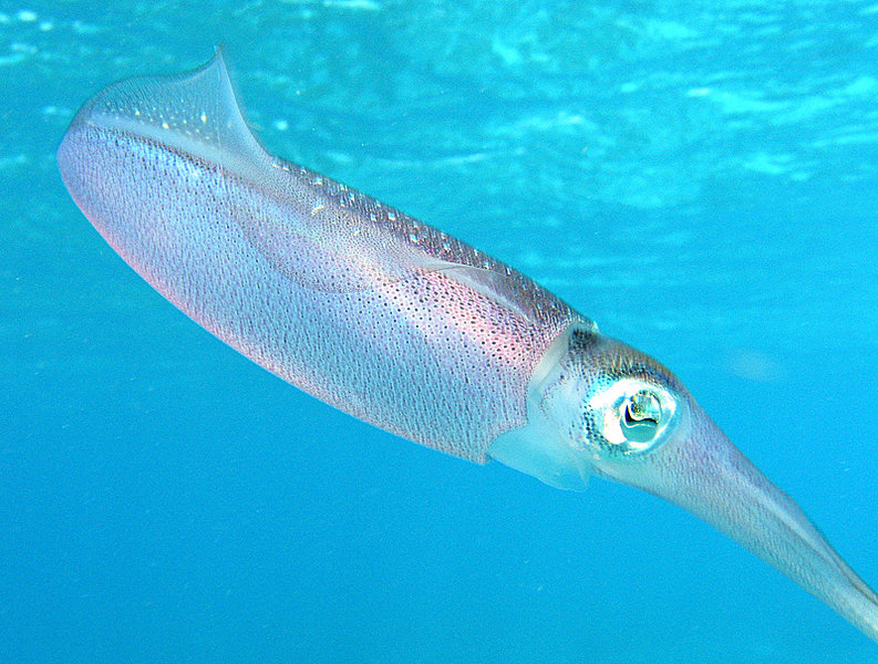 Squid With Wings