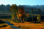 Blacktail Road-Yellowstone National Park