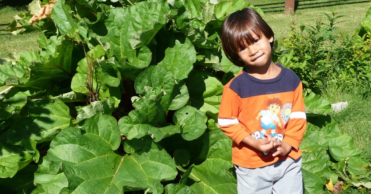 Alaska The Giant Vegetables of Alaska