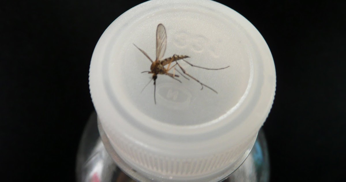 Alaska Giant Mosquitoes