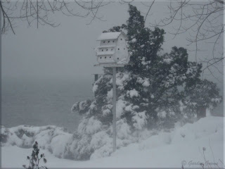 purple martin house