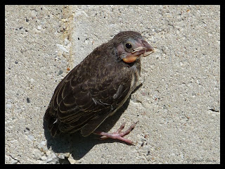 baby sparrow