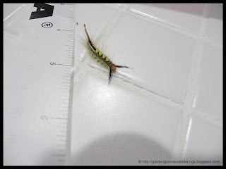 unidentified caterpillar that was eating basil