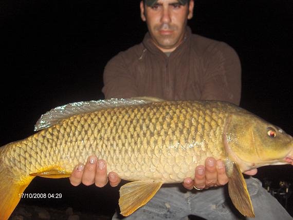 Carpa comum 5,6 Kg 17 Outubro 2008 Aguieira