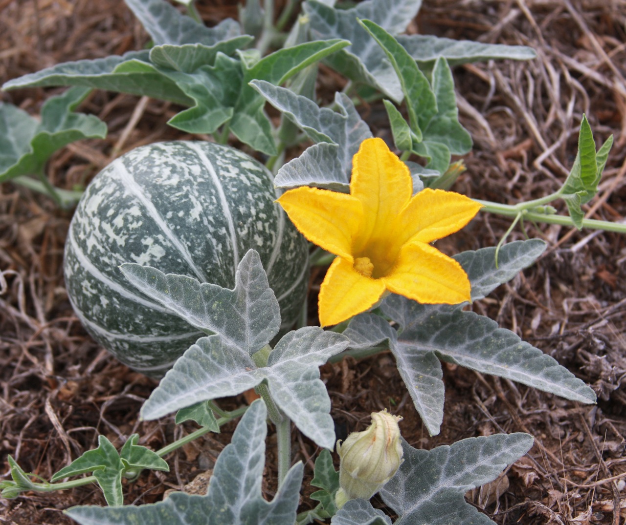 Jim Cloer's Arizona Desert June 2010