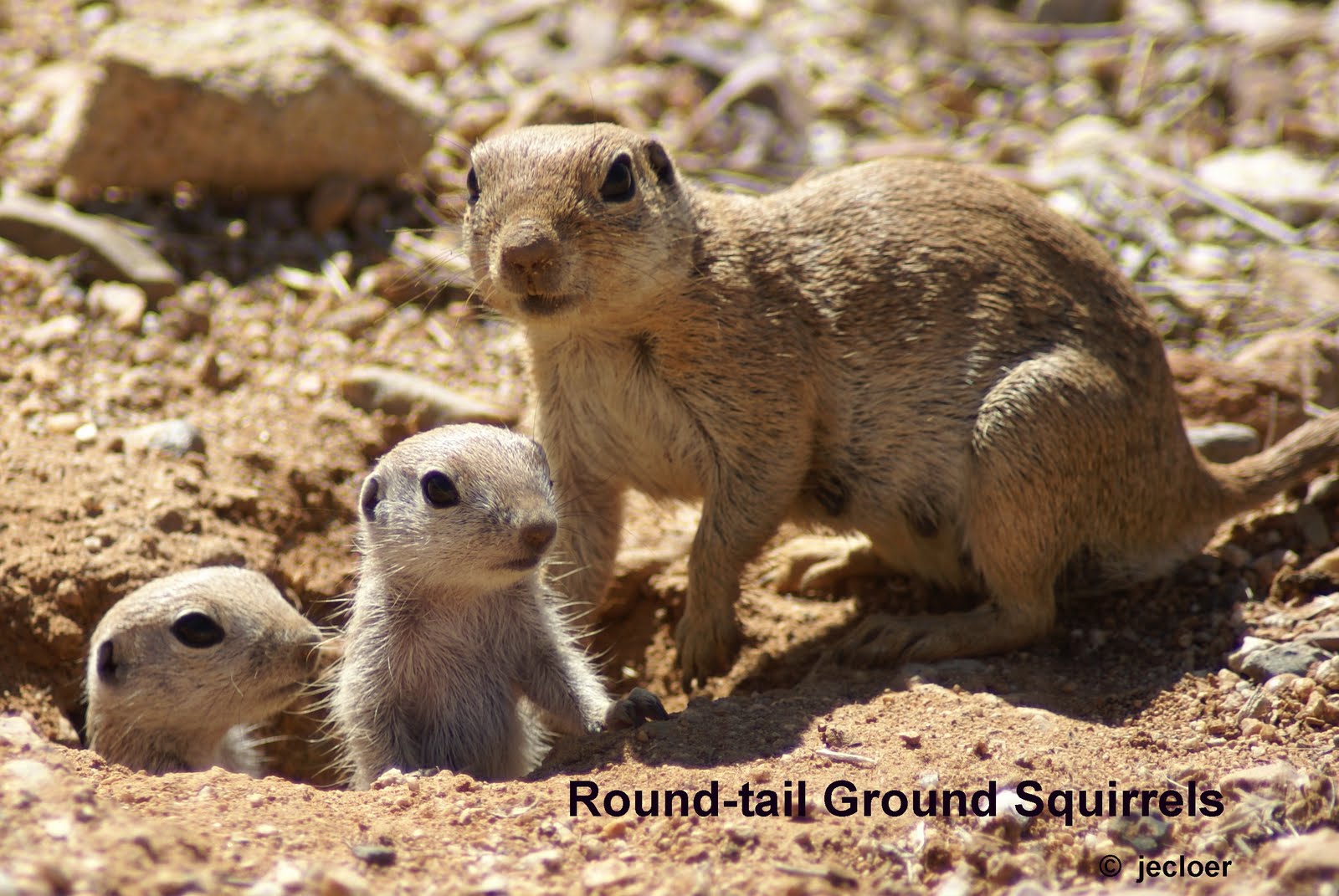 Jim Cloer's Arizona Desert Naturalist View June 2010