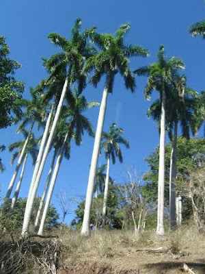 royal palm tropical nursery tree farms regia roystonea