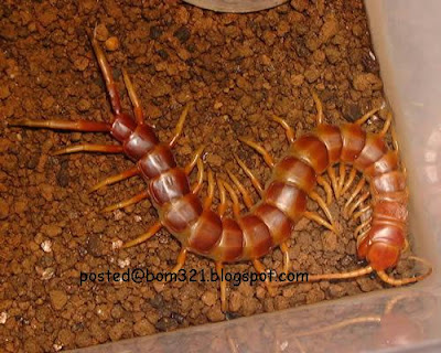biggest centipede