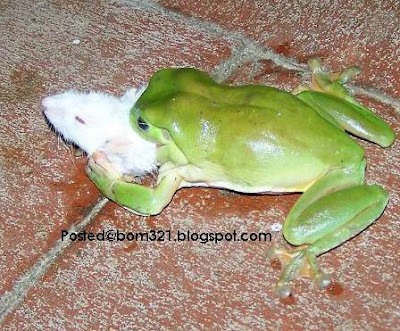 frog eat mouse
