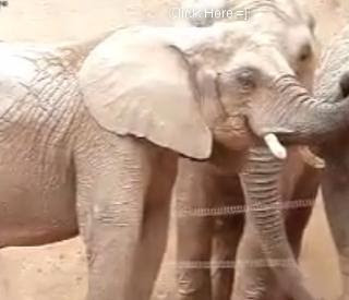 Gajah makan tahi