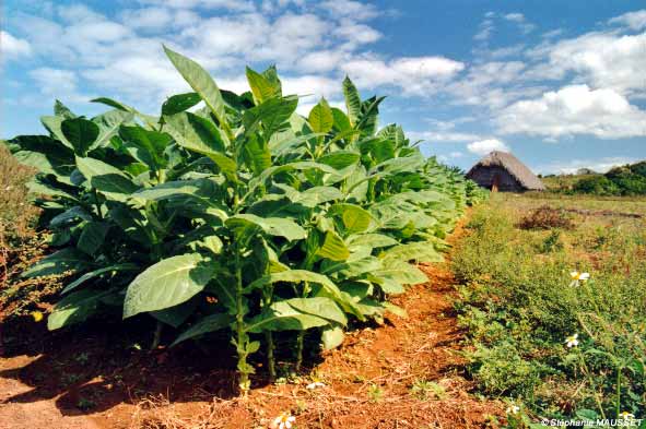 [tobacco+plantation.jpg]