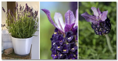 plants by phillipa craddock