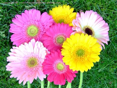 Gerber+daisy+tattoo+images