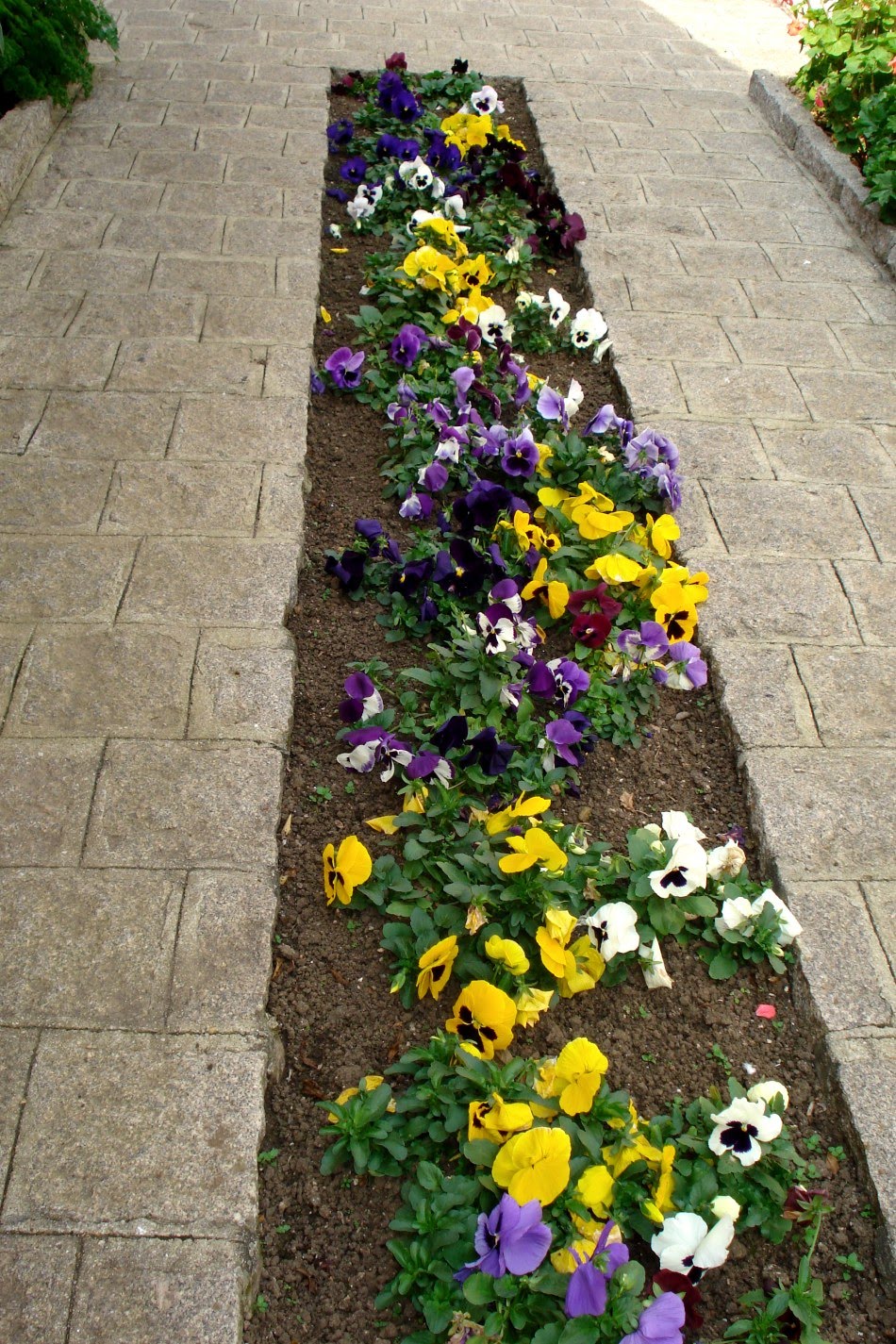 flores jardim pequeno: BESTEN FREUND * NO ABANDONE A SU MEJOR AMIGO: UM JARDIM DE SURPRESAS flores jardim pequeno: BESTEN FREUND * NO ABANDONE A SU MEJOR AMIGO: UM JARDIM DE SURPRESAS