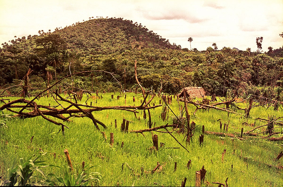 upland rice farm on road to Panguma