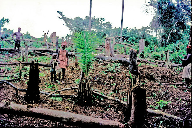 upland farm near Vaama Nongowa