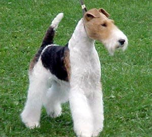 Fox terier FOX+TERRIER+WIRE