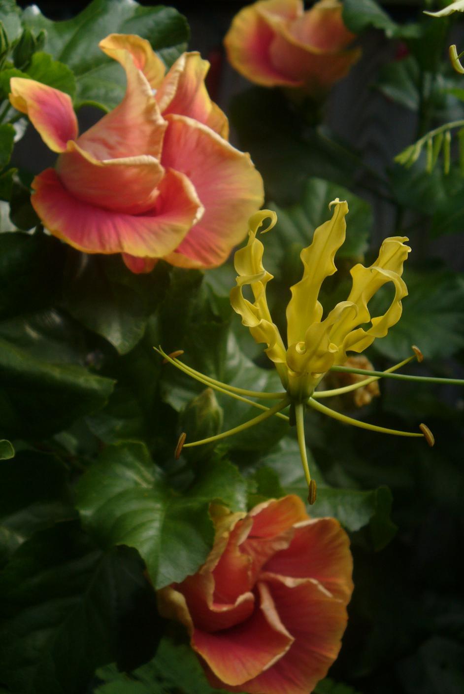 [blog08glorioushibiscu.jpg]