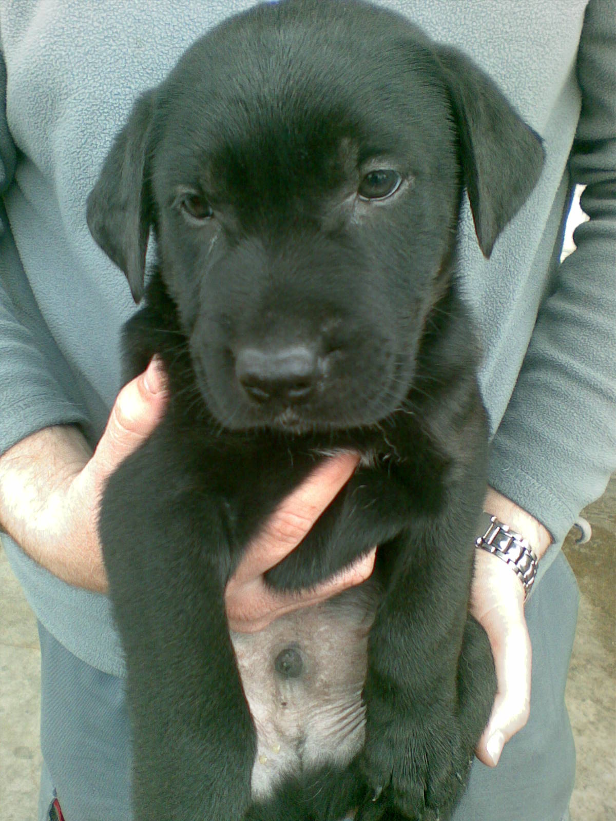 SOLES Y LUNAS SIN HOGAR: CRUCES DE LABRADOR Y PASTOR ALEMAN EN ADOPCION.
