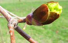 Maple Bud