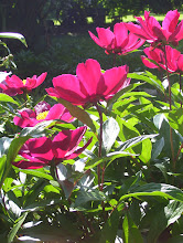 The Peonies Are In Full Bloom Now