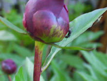 Another Ant on a Peony