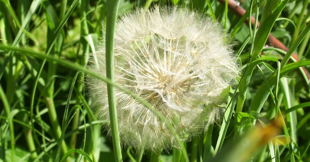 One Huge Dandelion Type Flower Officially Known as Salsify, It's a Weed