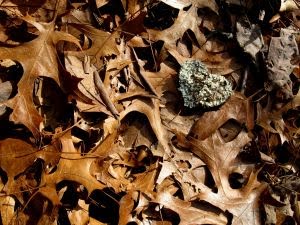 [förmultnade+löv.jpg]