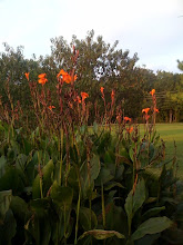 Canna's at summer's end in Alabama!