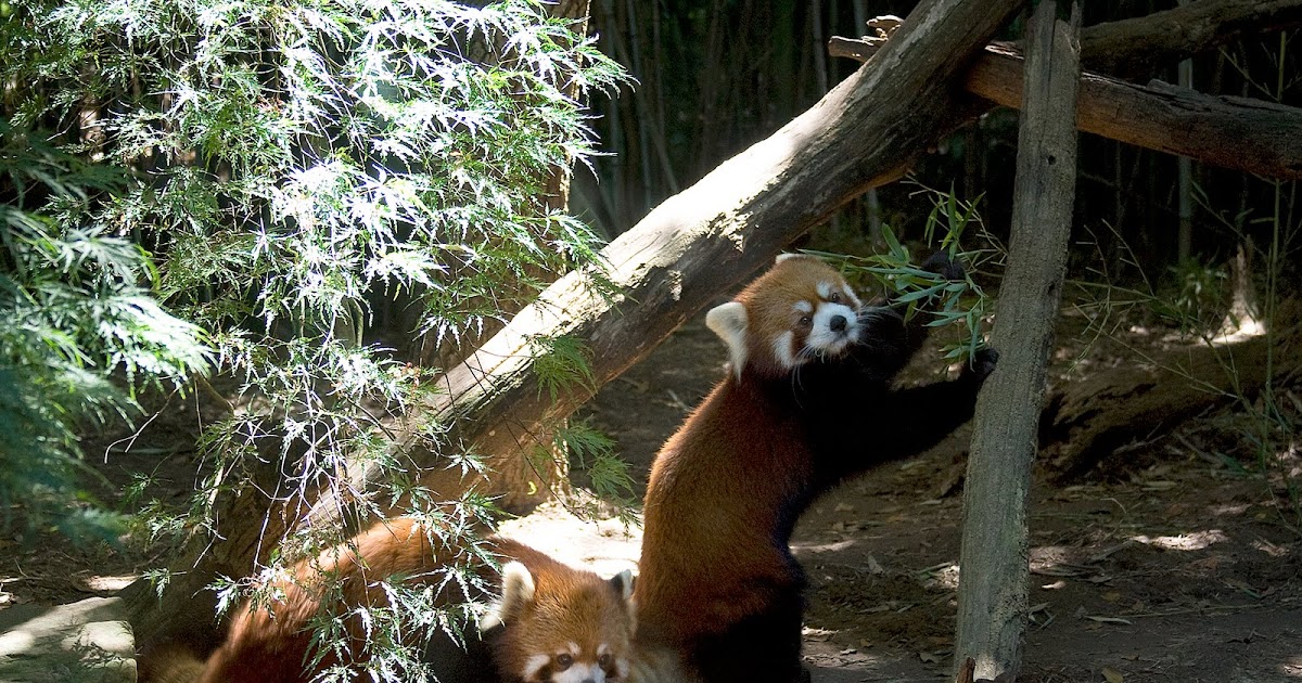 The Cullinan Family Nashville Zoo