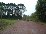 Plantación de Araucaria angustifolia