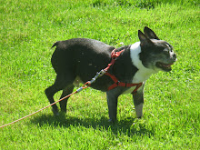 Toby - May You Be at Peace