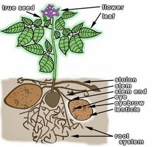 potato potatoes plant does diagram grow stem farmer planting eyes rant fred garden seed why tomato graphic whats cages planted