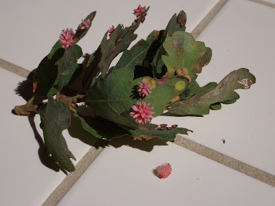 Oak Galls, Bouncy Offspring Return in 2014