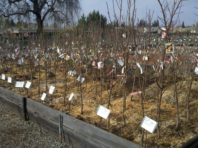 The Farmer Fred Rant Bare Root Fruit Tree Ping Er Beware