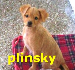 plinsky