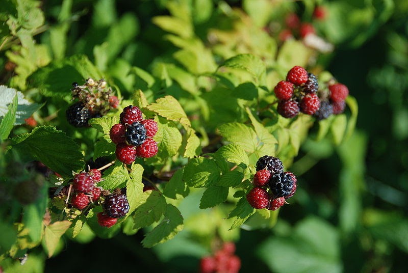 Wild Raspberries