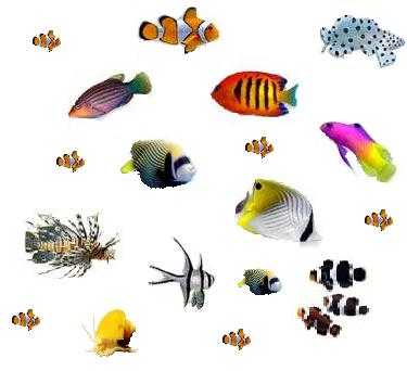Exotic Colorful Fishes