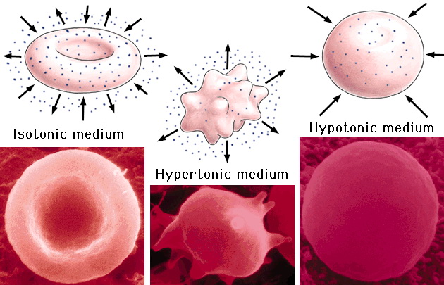 an experiment to study the process of osmosis an experiment to study the process of osmosis